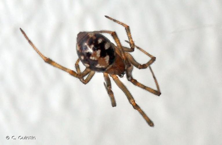 <i>Steatoda triangulosa</i> (Walckenaer, 1802) © C. Quintin