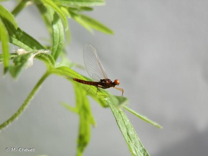 <i>Serratella ignita</i> (Poda, 1761) © M. Chovet