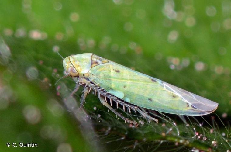 <i>Balclutha punctata</i> (Fabricius, 1775) © C. Quintin