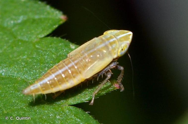 <i>Arthaldeus striifrons</i> (Kirschbaum, 1868) © C. Quintin