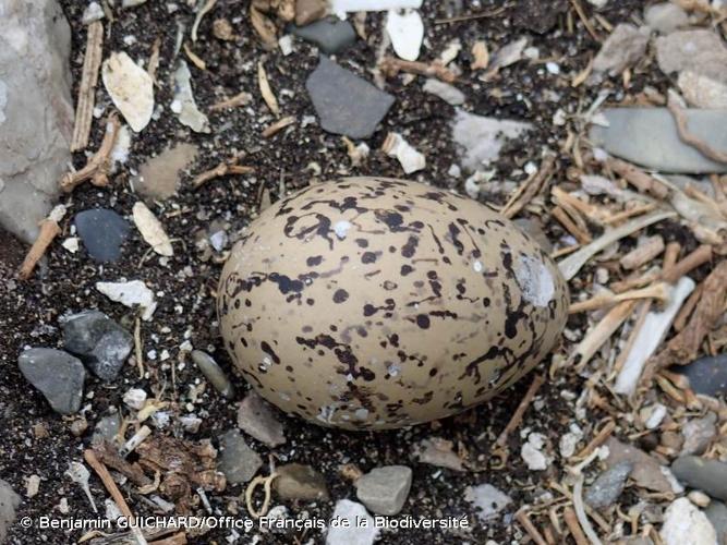 <i>Haematopus ostralegus</i> Linnaeus, 1758 © Benjamin GUICHARD/Office Français de la Biodiversité