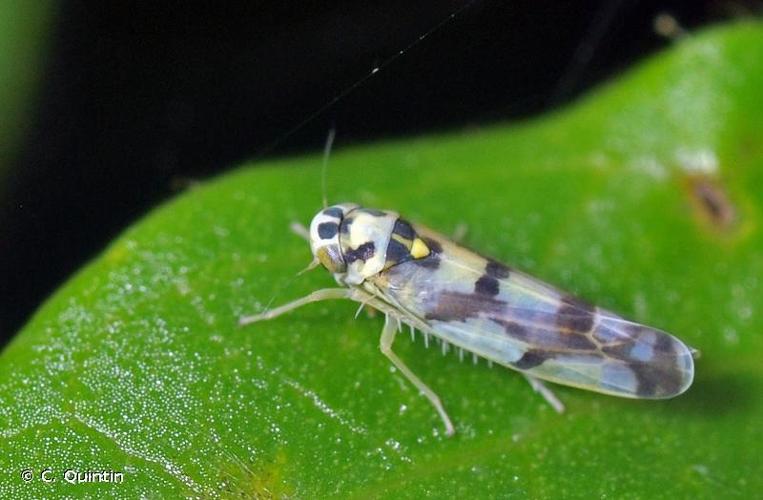 <i>Eupteryx atropunctata</i> (Goeze, 1778) © C. Quintin