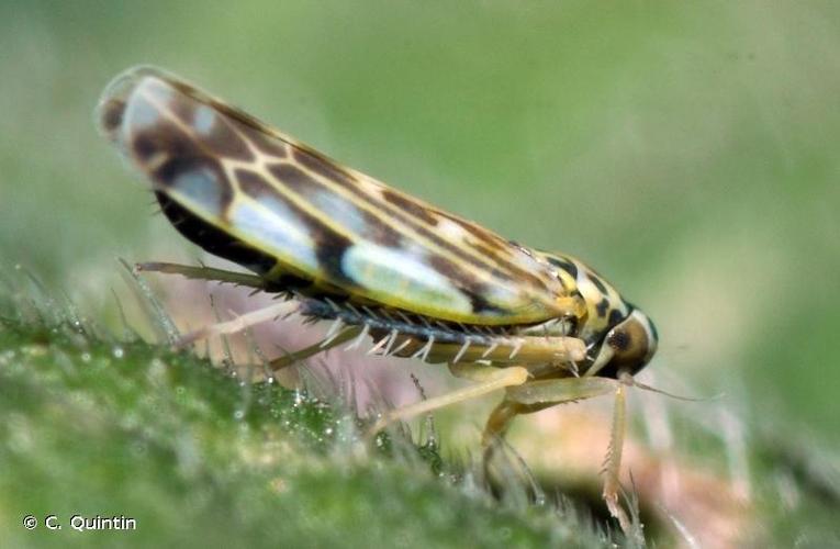 <i>Eupteryx urticae</i> (Fabricius, 1803) © C. Quintin