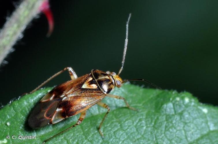 <i>Lygus pratensis</i> (Linnaeus, 1758) © C. Quintin