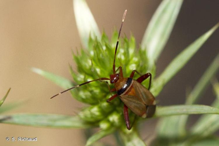 <i>Adelphocoris vandalicus</i> (Rossi, 1790) © S. Richaud