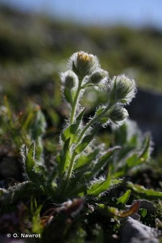 <i>Hieracium villosum</i> Jacq., 1762 © O. Nawrot