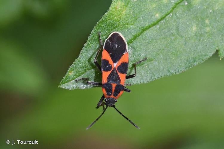 <i>Tropidothorax leucopterus</i> (Goeze, 1778) © J. Touroult