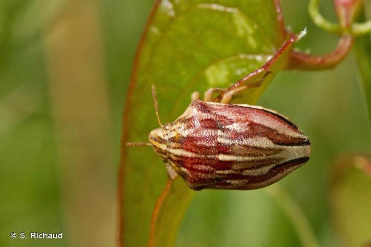 <i>Odontotarsus purpureolineatus</i> (Rossi, 1790) © S. Richaud