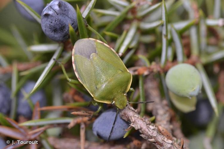 <i>Chlorochroa juniperina</i> (Linnaeus, 1758) © J. Touroult