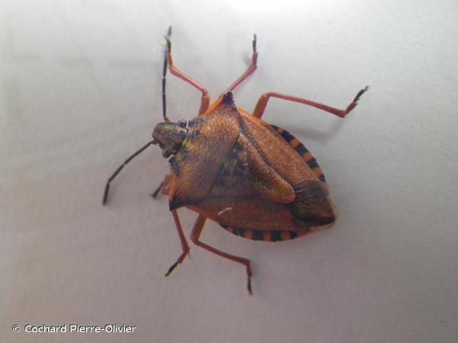 <i>Carpocoris mediterraneus</i> Tamanini, 1958 © Cochard Pierre-Olivier