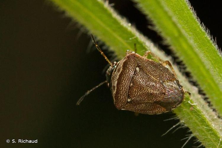 <i>Stagonomus bipunctatus</i> (Linnaeus, 1758) © S. Richaud