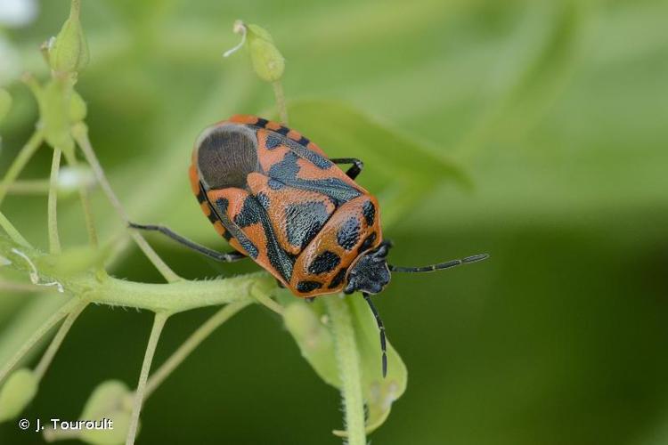 <i>Eurydema ornata</i> (Linnaeus, 1758) © J. Touroult