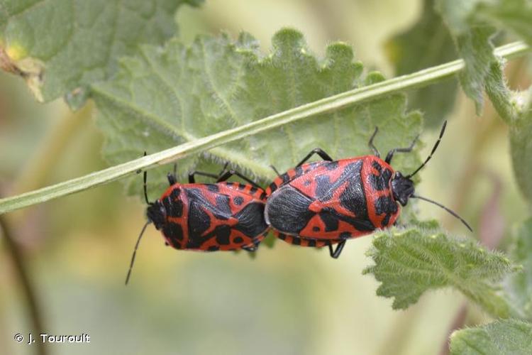 <i>Eurydema ventralis</i> Kolenati, 1846 © J. Touroult