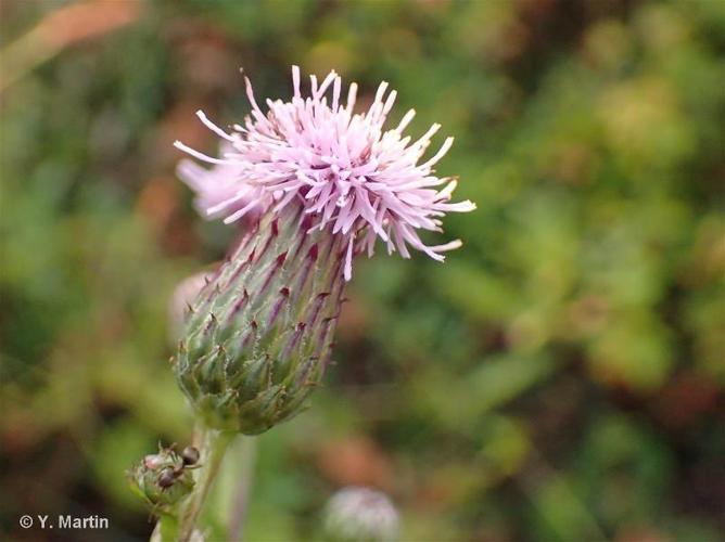 <i>Cirsium arvense</i> (L.) Scop., 1772 © 