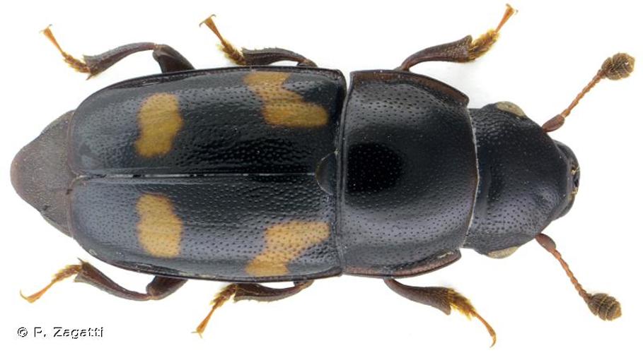 <i>Glischrochilus quadrisignatus</i> (Say, 1835) © P. Zagatti