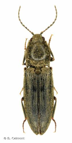 <i>Dicronychus cinereus</i> (Herbst, 1784) © B. Calmont