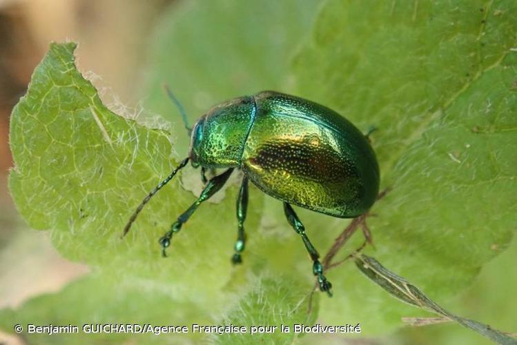 <i>Chrysolina herbacea</i> (Duftschmid, 1825) © Benjamin GUICHARD/Agence Française pour la Biodiversité