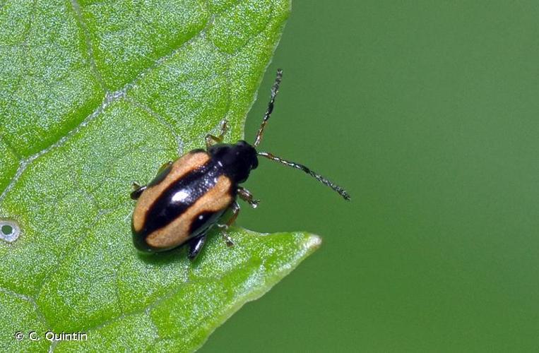 <i>Phyllotreta ochripes</i> (Curtis, 1837) © C. Quintin