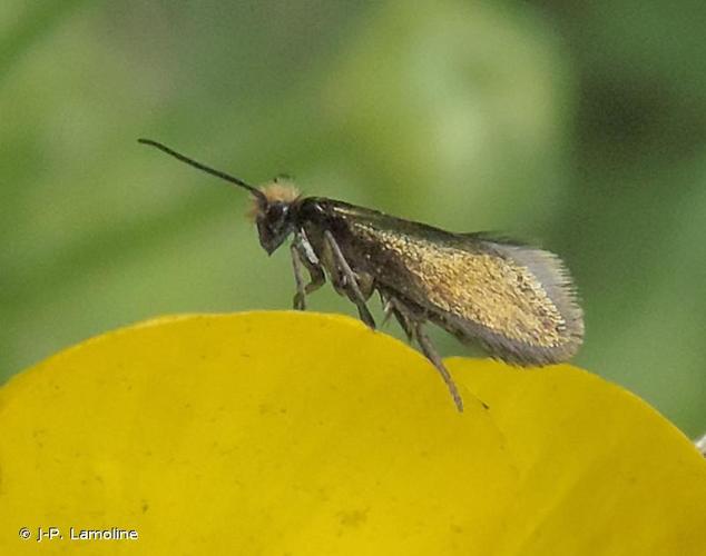 <i>Micropterix calthella</i> (Linnaeus, 1760) © J-P. Lamoline