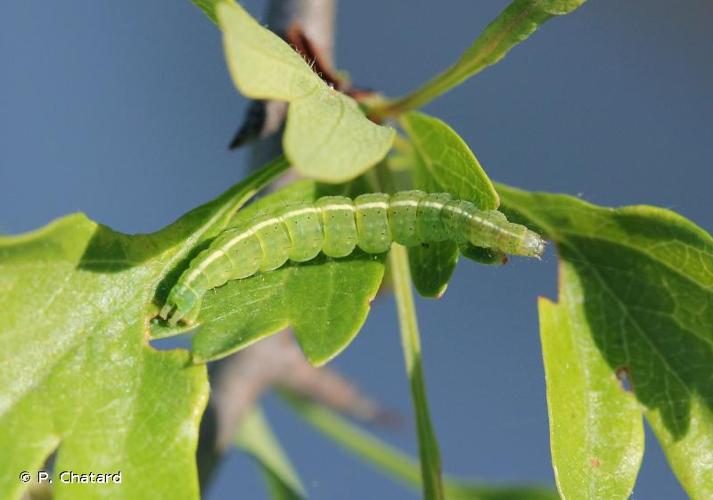 <i>Ypsolopha scabrella</i> (Linnaeus, 1760) © P. Chatard