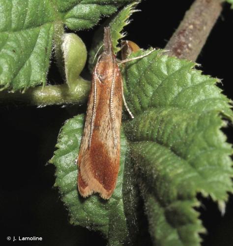 <i>Dichomeris ustalella</i> (Fabricius, 1794) © J. Lamoline