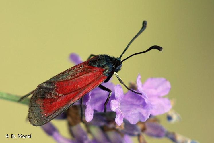 <i>Zygaena minos</i> (Denis & Schiffermüller, 1775) © D. Morel