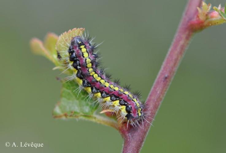 <i>Aglaope infausta</i> (Linnaeus, 1767) © A. Lévêque