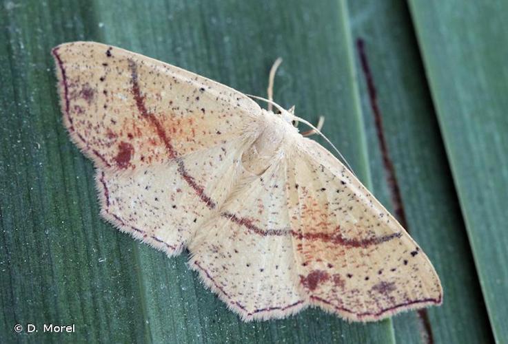 <i>Cyclophora punctaria</i> (Linnaeus, 1758) © D. Morel