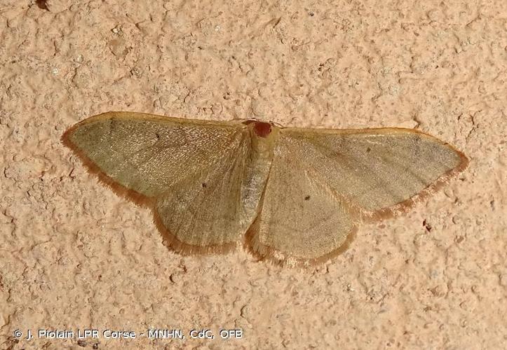 <i>Idaea distinctaria</i> (Boisduval, 1840) © J. Piolain LPR Corse - MNHN, CdC, OFB