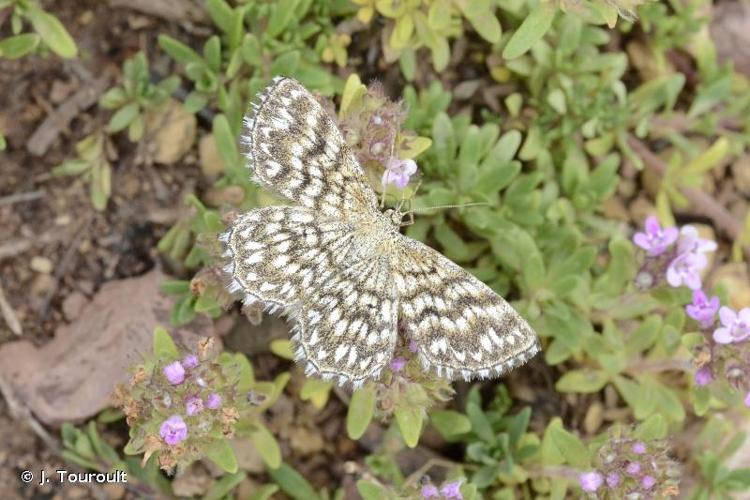 <i>Scopula tessellaria</i> (Boisduval, 1840) © J. Touroult