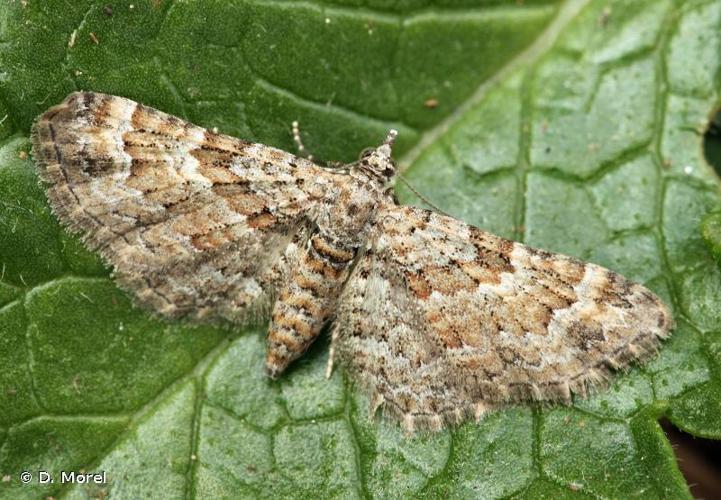 <i>Pasiphila rectangulata</i> (Linnaeus, 1758) © D. Morel