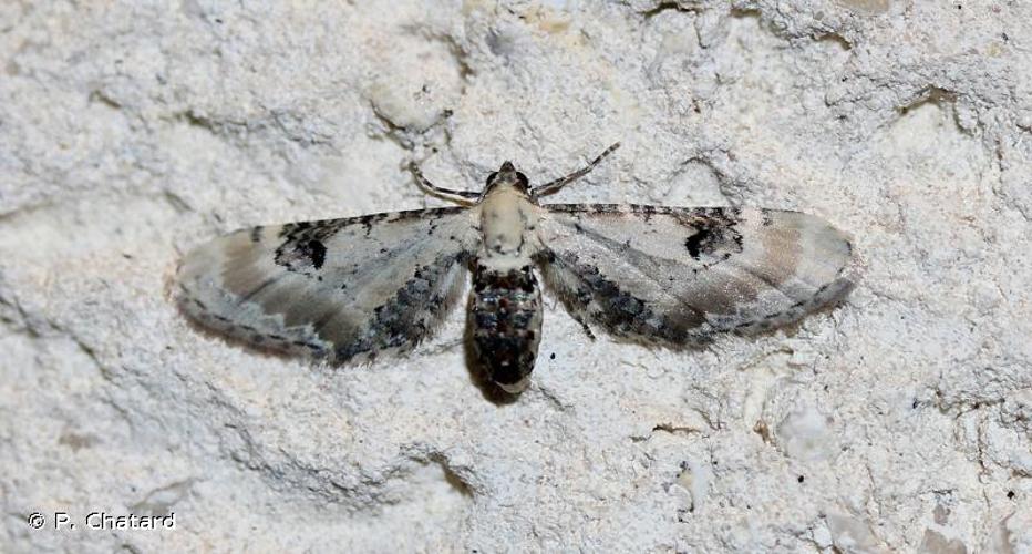 <i>Eupithecia centaureata</i> (Denis & Schiffermüller, 1775) © P. Chatard