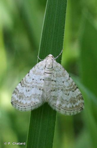 <i>Perizoma albulata</i> (Denis & Schiffermüller, 1775) © P. Chatard