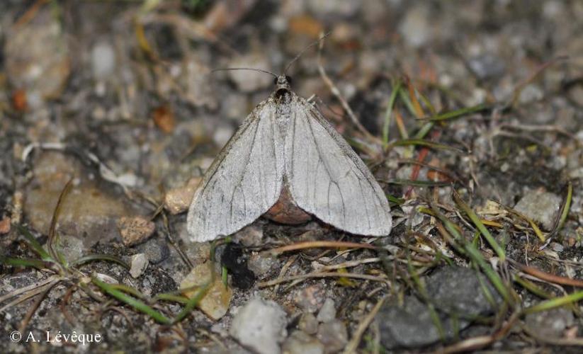 <i>Trichopteryx carpinata</i> (Borkhausen, 1794) © A. Lévêque