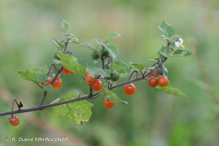 <i>Solanum villosum </i>subsp.<i> miniatum</i> (Bernh. ex Willd.) Edmonds, 1984 © R. Dupré MNHN/CBNBP