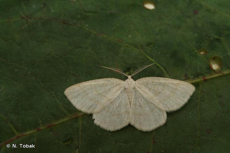 <i>Cabera exanthemata</i> (Scopoli, 1763) © N. Tobak