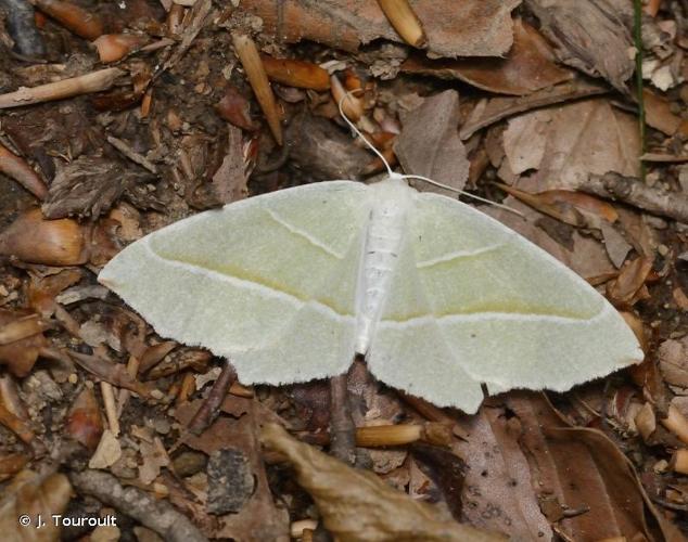 <i>Campaea margaritaria</i> (Linnaeus, 1760) © J. Touroult