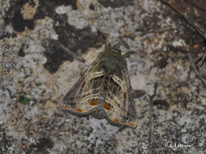 <i>Euchalcia modestoides</i> Poole, 1989 © A. LEVEQUE