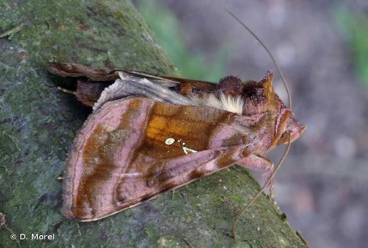 <i>Autographa jota</i> (Linnaeus, 1758) © D. Morel