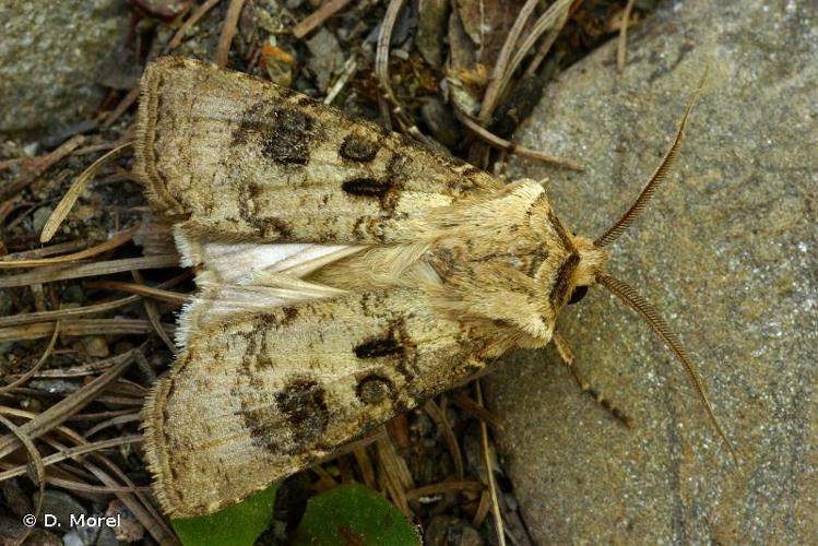 <i>Agrotis clavis</i> (Hufnagel, 1766) © D. Morel