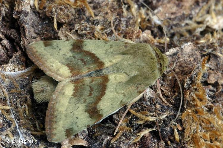 <i>Heliothis viriplaca</i> (Hufnagel, 1766) © D. Morel