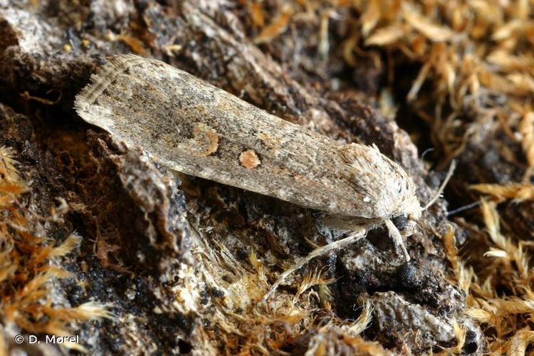 <i>Spodoptera exigua</i> (Hübner, 1808) © D. Morel