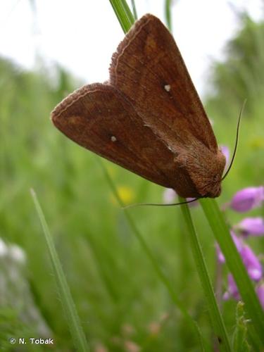 <i>Mythimna albipuncta</i> (Denis & Schiffermüller, 1775) © N. Tobak