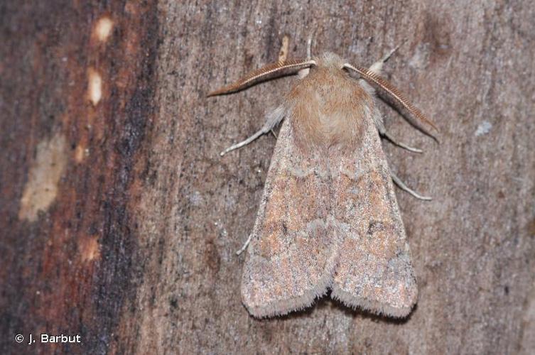 <i>Orthosia miniosa</i> (Denis & Schiffermüller, 1775) © J. Barbut