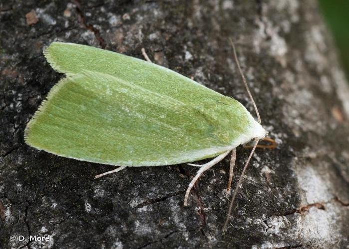 <i>Earias clorana</i> (Linnaeus, 1760) © D. Morel