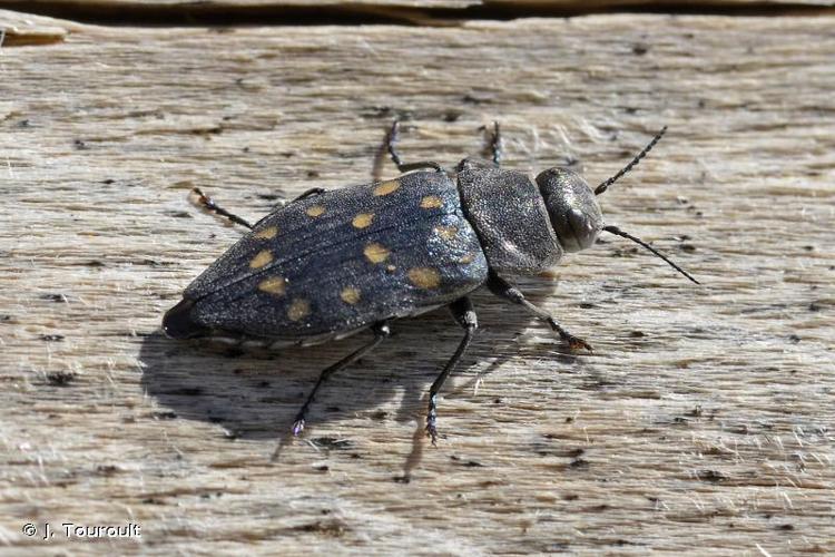 <i>Trachypteris picta decostigma</i> (Fabricius, 1787) © J. Touroult