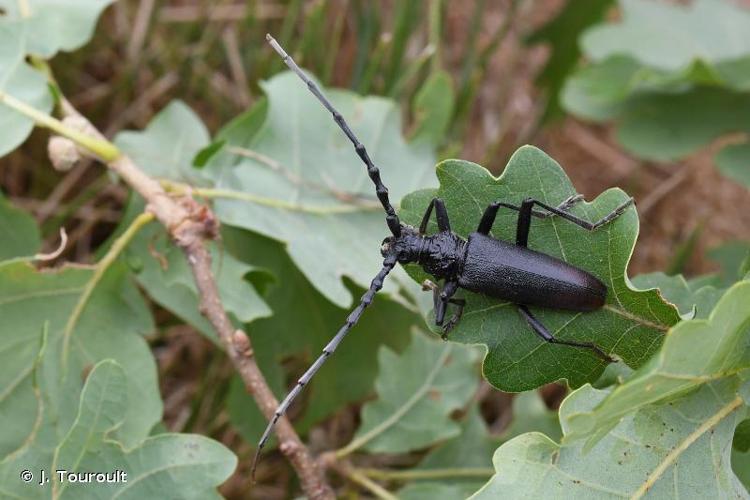 <i>Cerambyx cerdo cerdo</i> Linnaeus, 1758 © J. Touroult