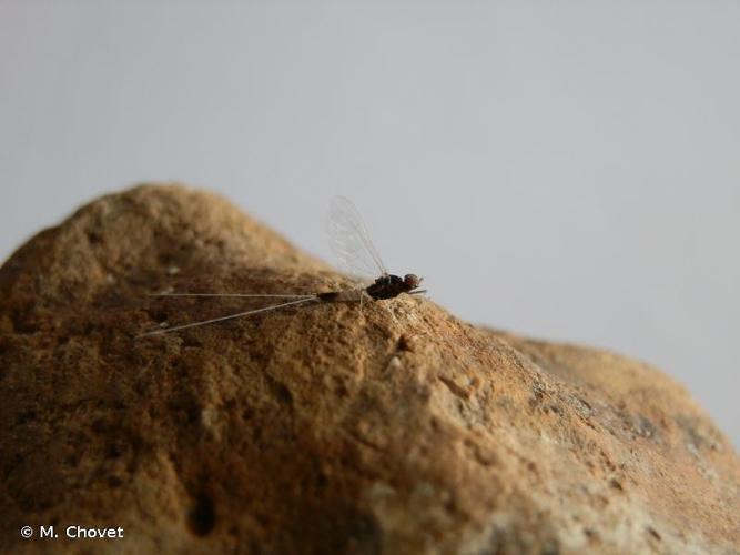 <i>Acentrella inexpectata</i> (Tshernova, 1928) © M. Chovet