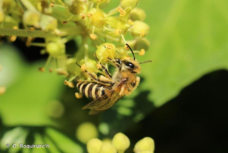 <i>Colletes hederae</i> Schmidt & Westrich, 1993 © O. Roquinarc'h