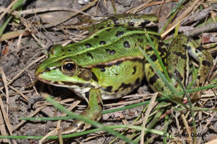 <i>Pelophylax </i>kl.<i> esculentus</i> (Linnaeus, 1758) © F. Serre Collet